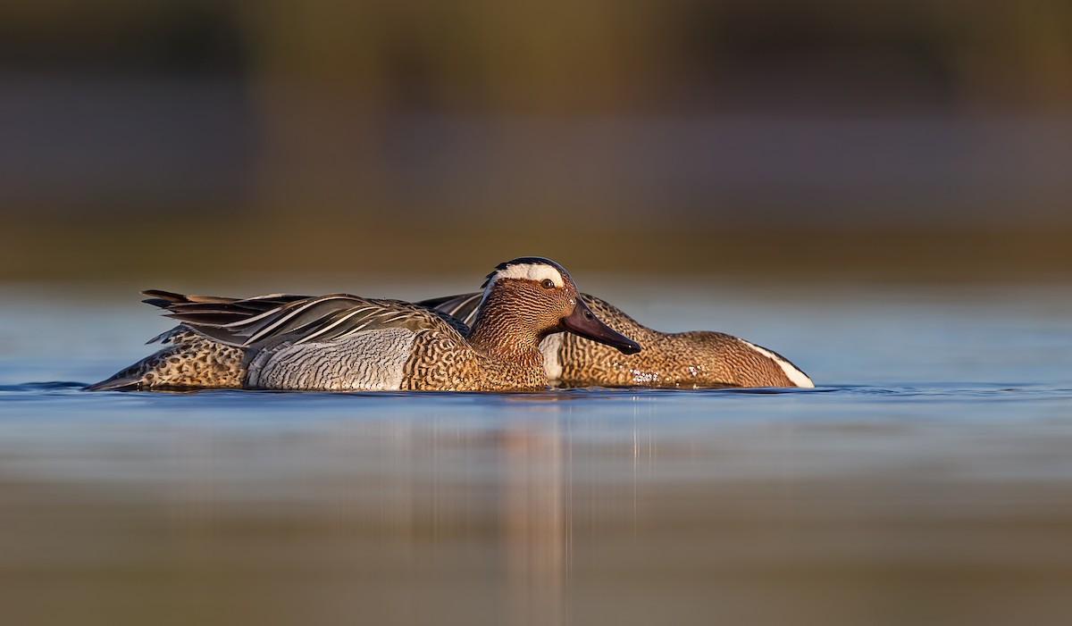 Garganey - ML203414211