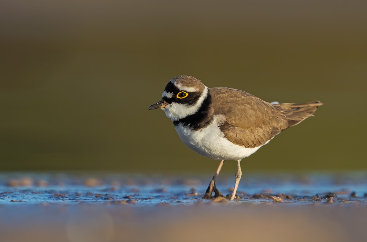 Little Ringed Plover - ML203414241