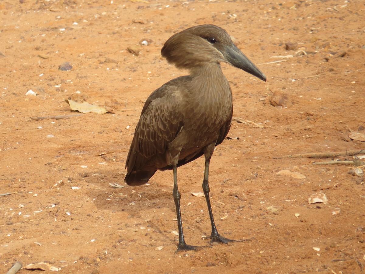 Hamerkop - ML203414261