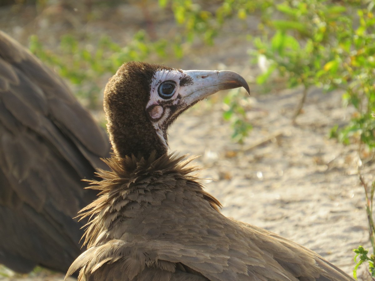 Hooded Vulture - Simon Bradfield