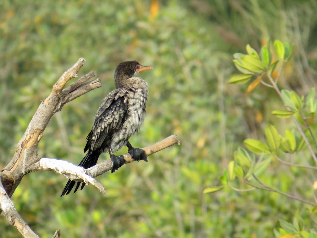 Long-tailed Cormorant - ML203414301