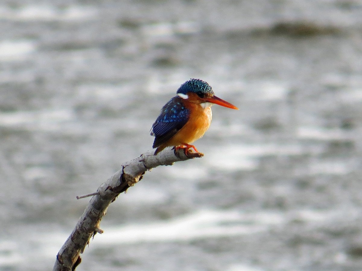 Malachite Kingfisher - ML203414351