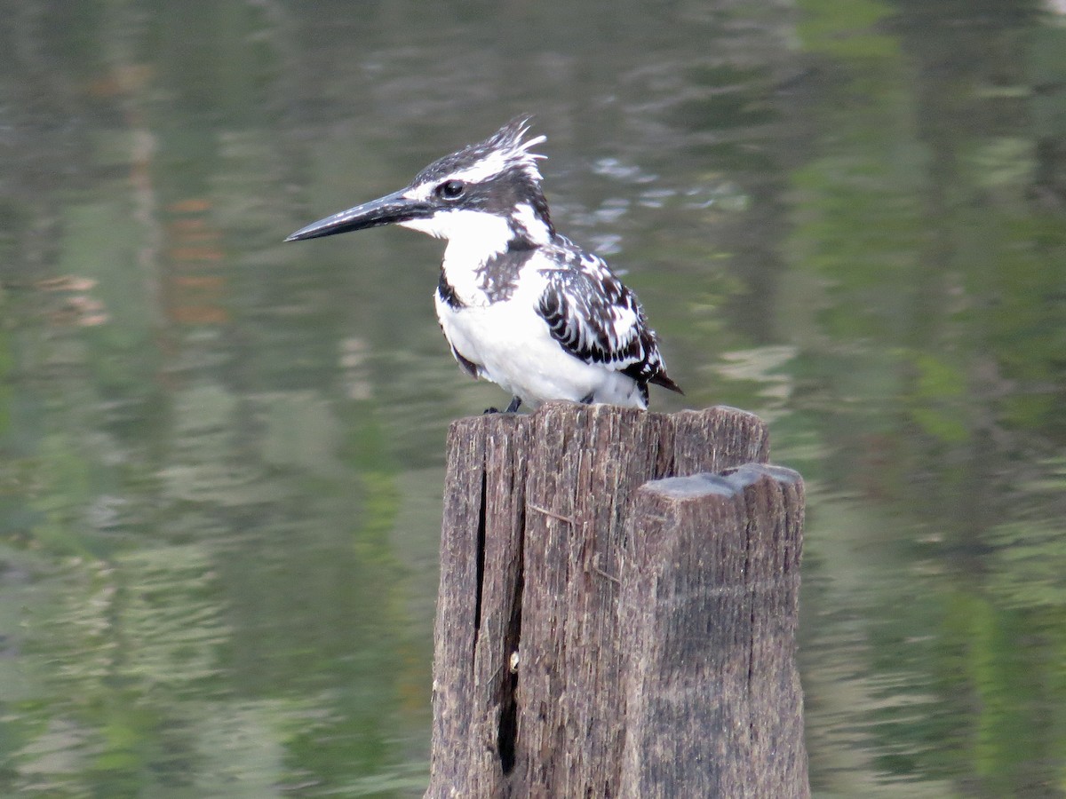 Pied Kingfisher - Simon Bradfield