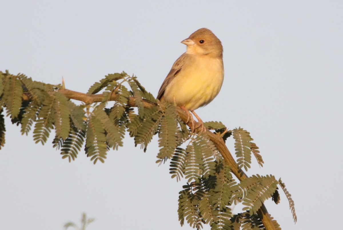 Black-headed Bunting - Bhaarat Vyas