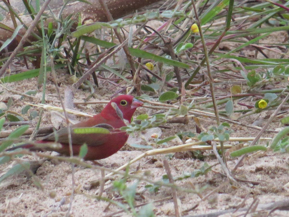 Red-billed Firefinch - ML203414491