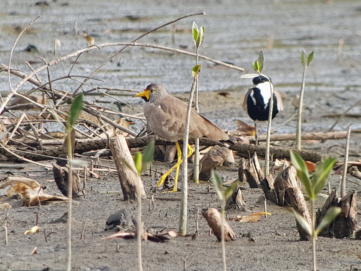 Wattled Lapwing - ML203414561