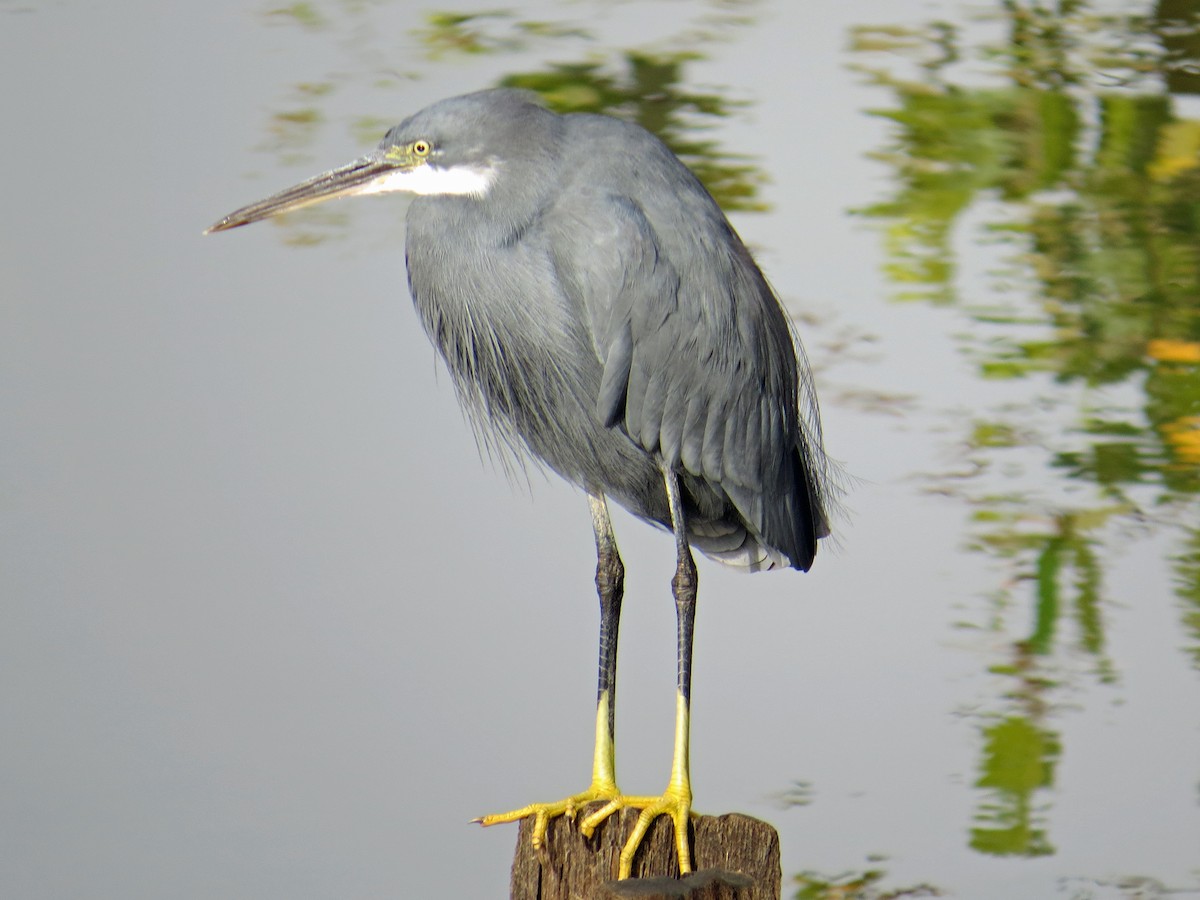 Western Reef-Heron - Simon Bradfield