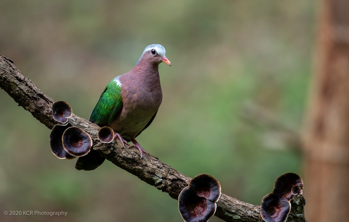 Asian Emerald Dove - Kamala Raghavan
