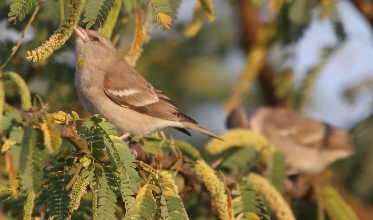 Yellow-throated Sparrow - Bhaarat Vyas
