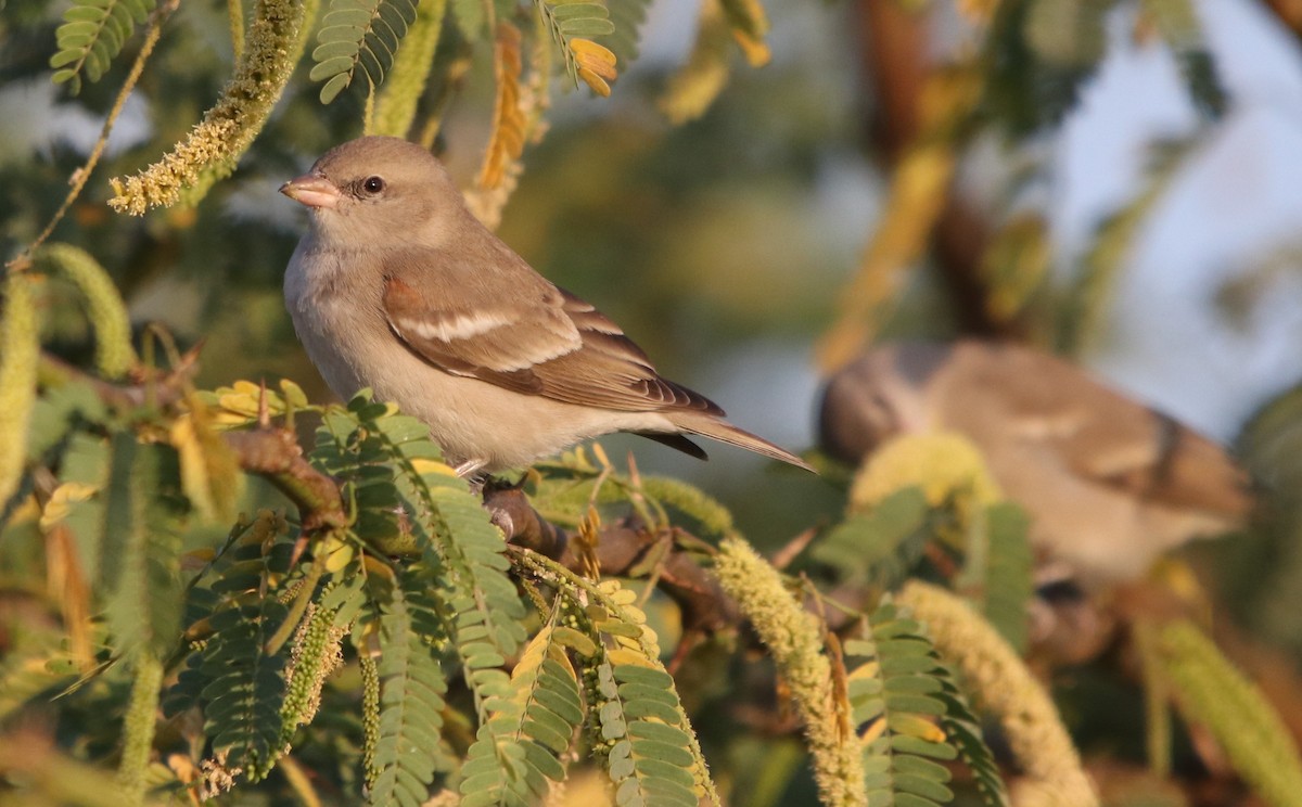 Yellow-throated Sparrow - Bhaarat Vyas