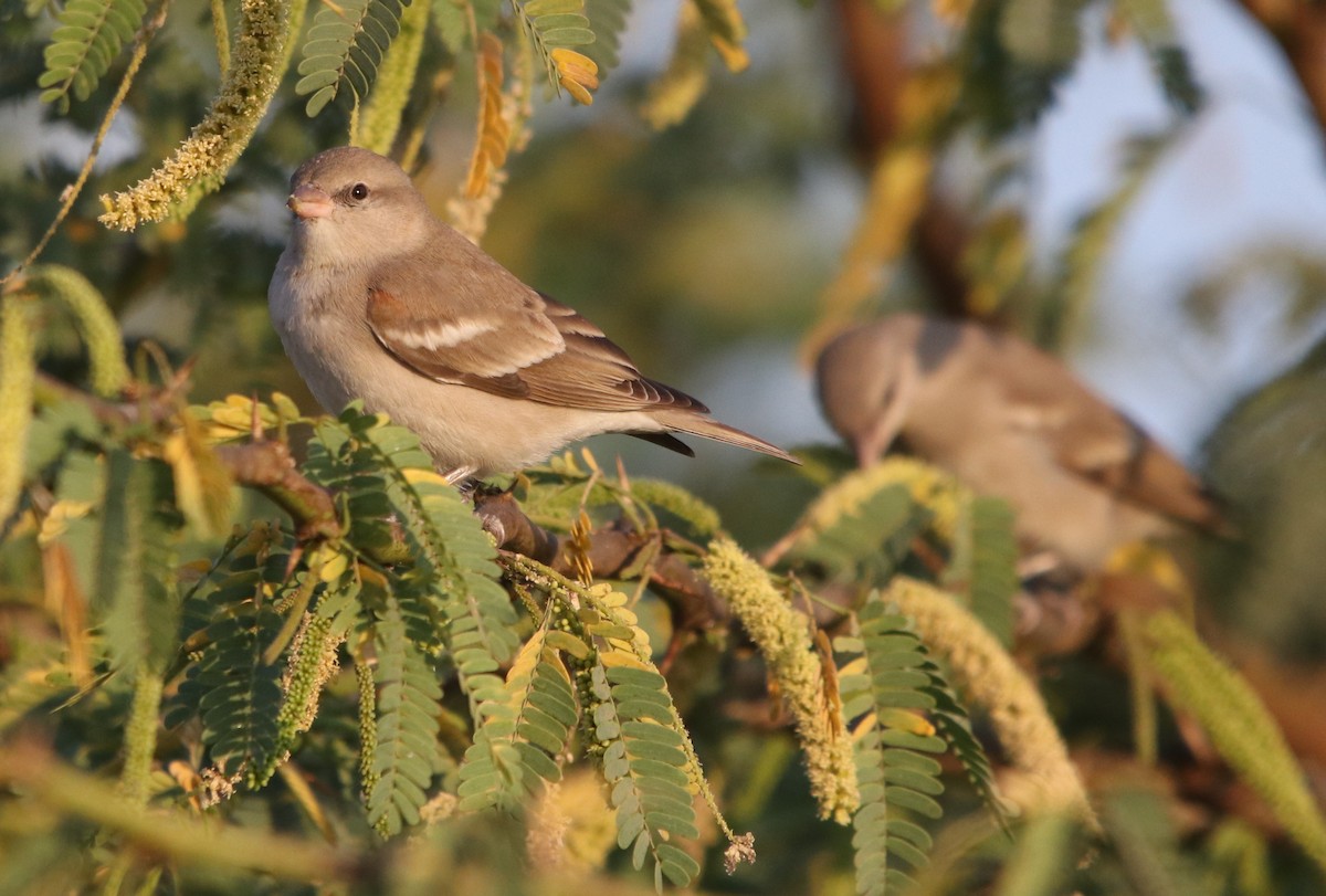 Yellow-throated Sparrow - Bhaarat Vyas