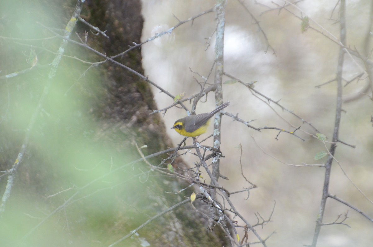 Yellow-bellied Fairy-Fantail - ML203416521