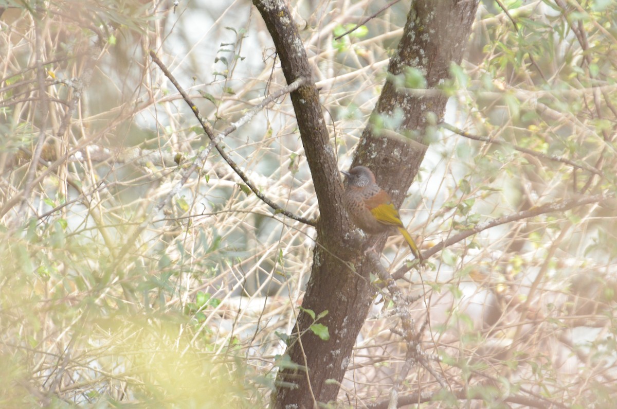 Chestnut-crowned Laughingthrush - ML203416541