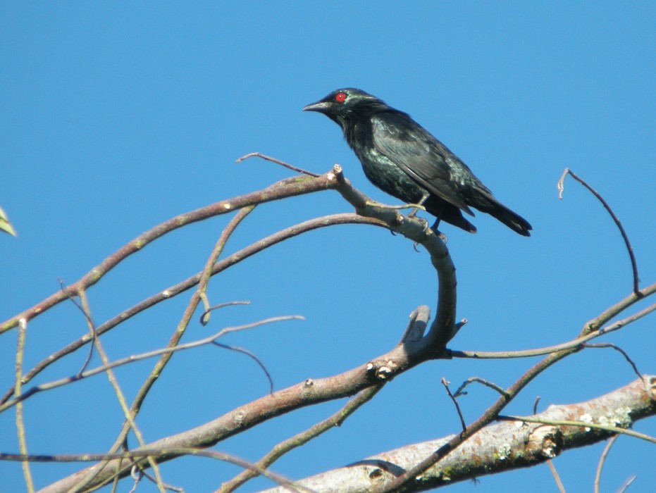 Short-tailed Starling - ML203418111