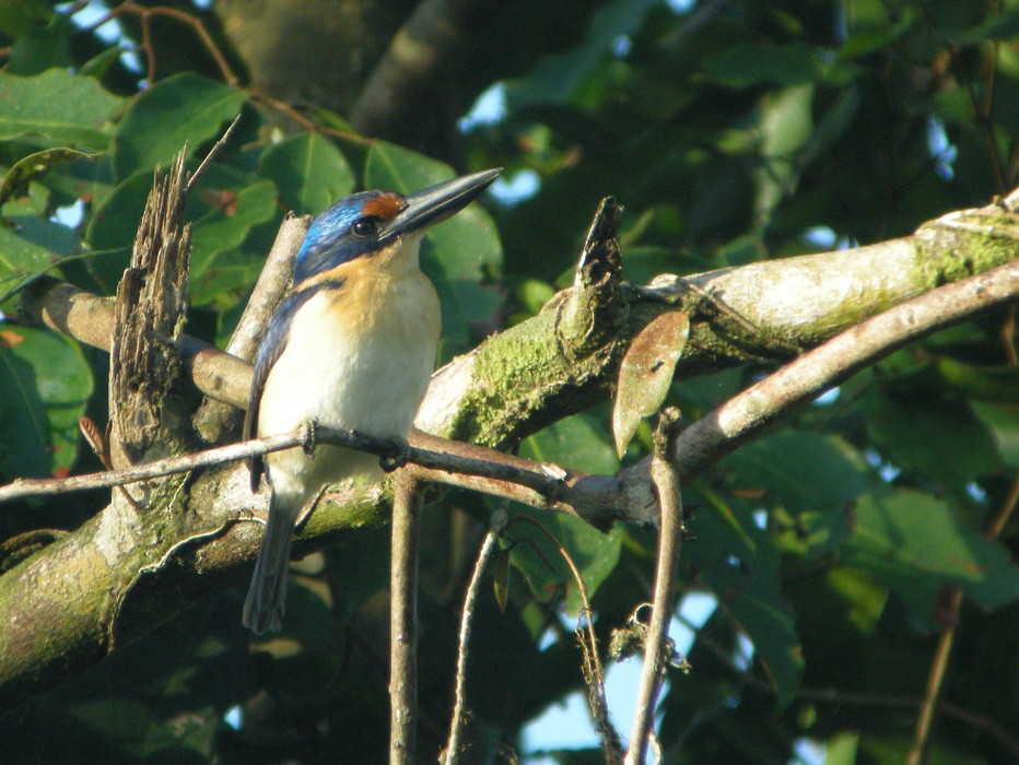 Rufous-lored Kingfisher - ML203418251