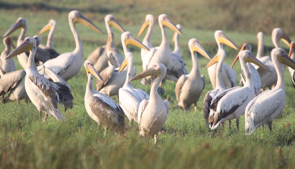 Great White Pelican - Bhaarat Vyas