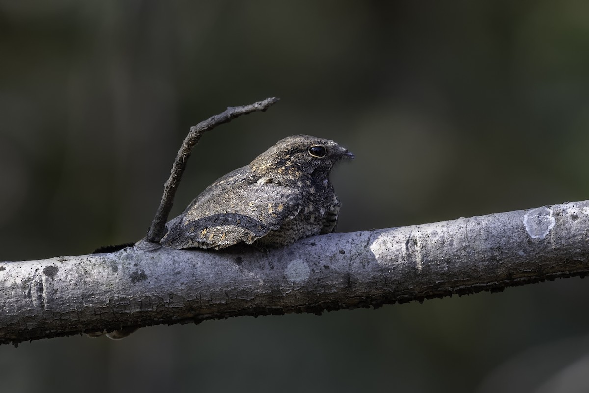 Engoulevent affin - ML203418571