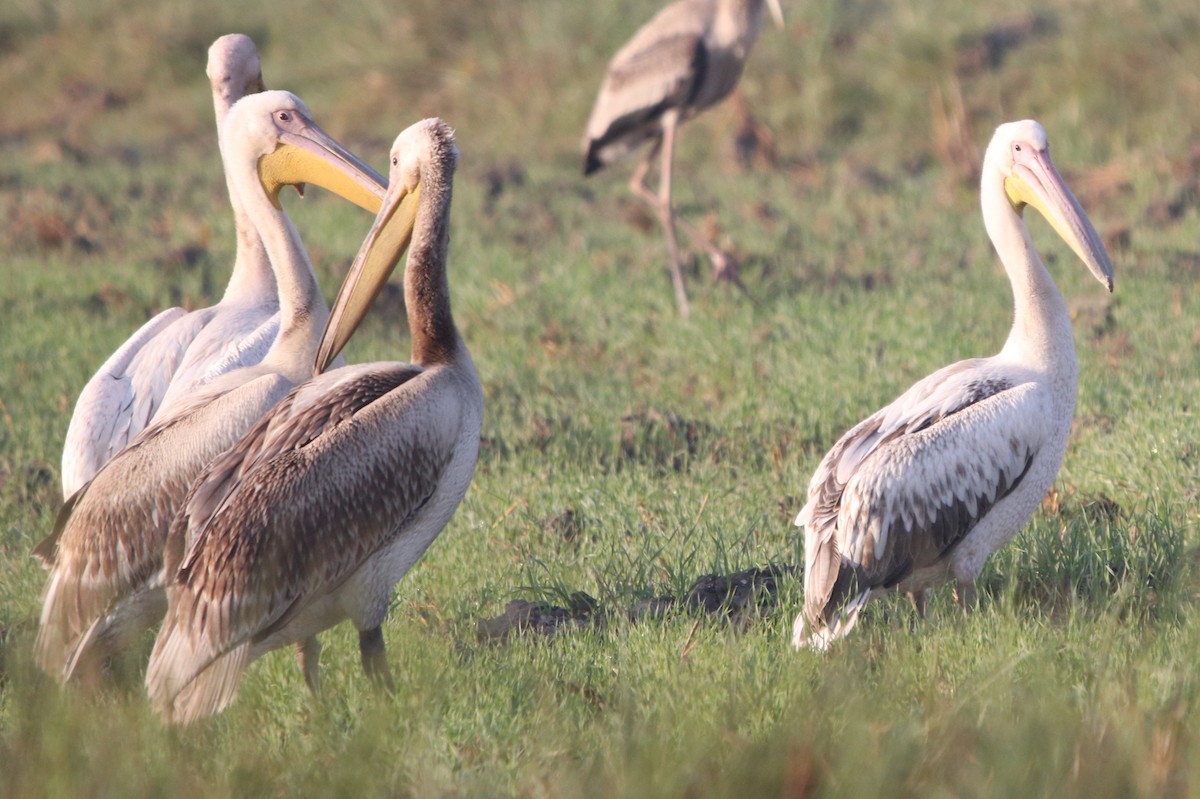Great White Pelican - Bhaarat Vyas