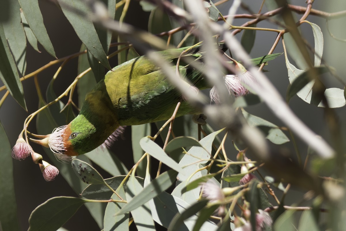 Little Lorikeet - ML203418961