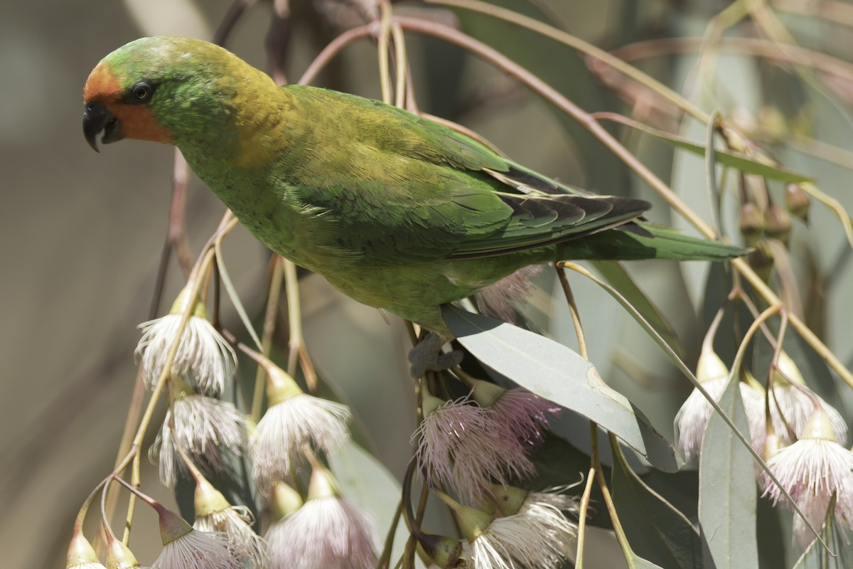 Little Lorikeet - ML203418971
