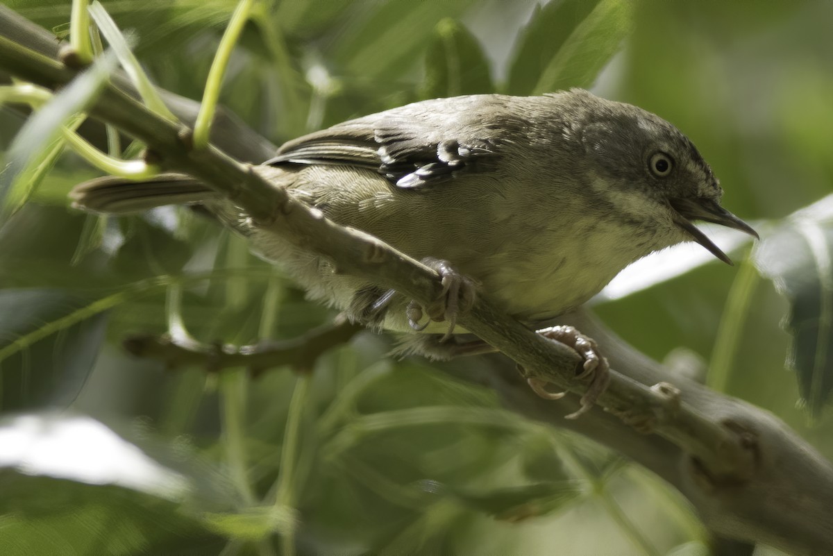 White-browed Scrubwren - ML203419031