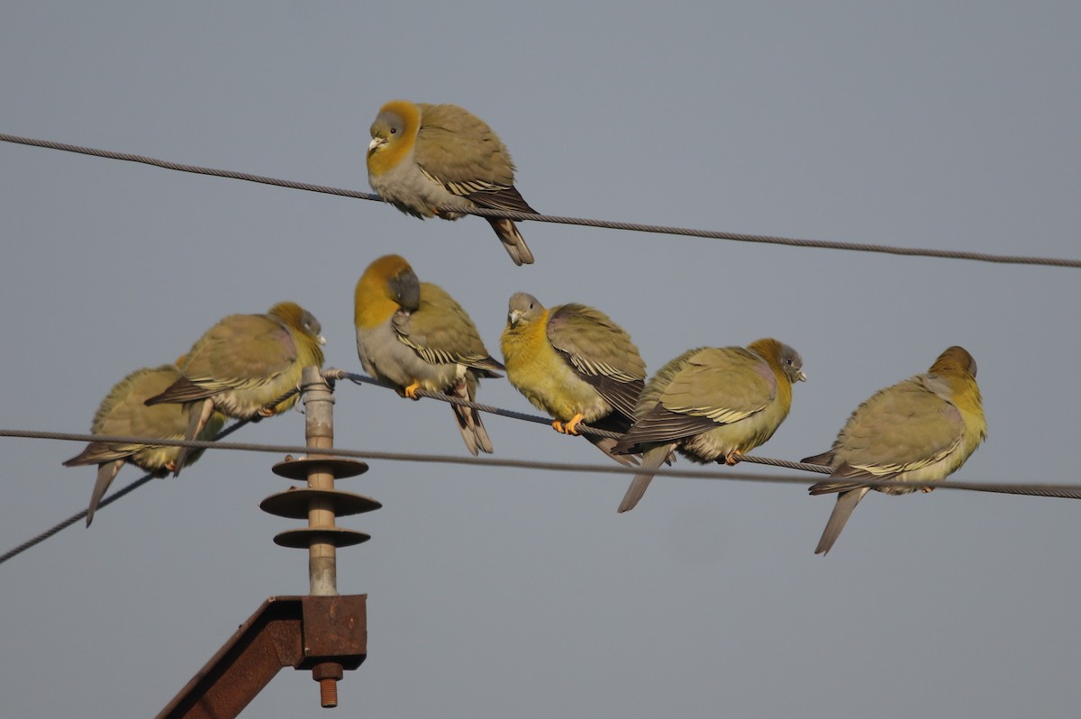 Yellow-footed Green-Pigeon - Bhaarat Vyas