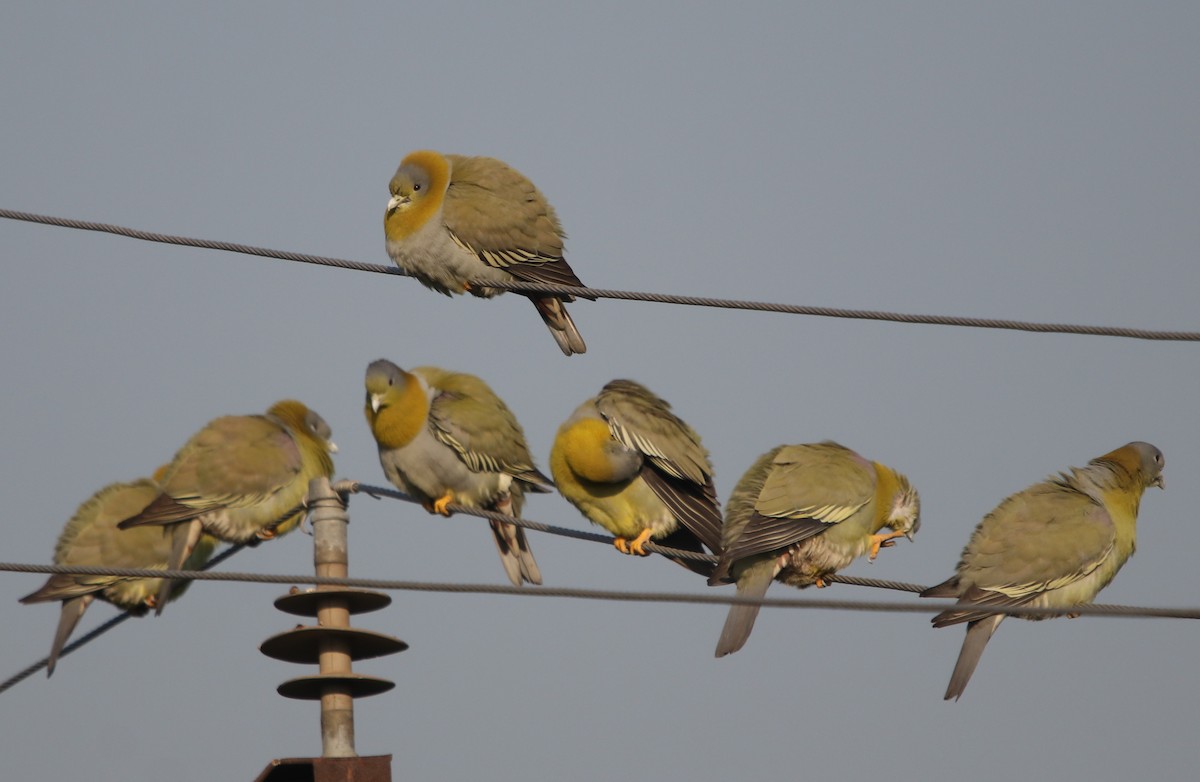 Yellow-footed Green-Pigeon - Bhaarat Vyas