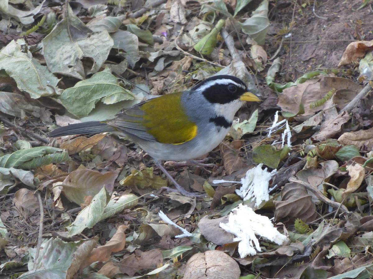 Moss-backed Sparrow - Tony King