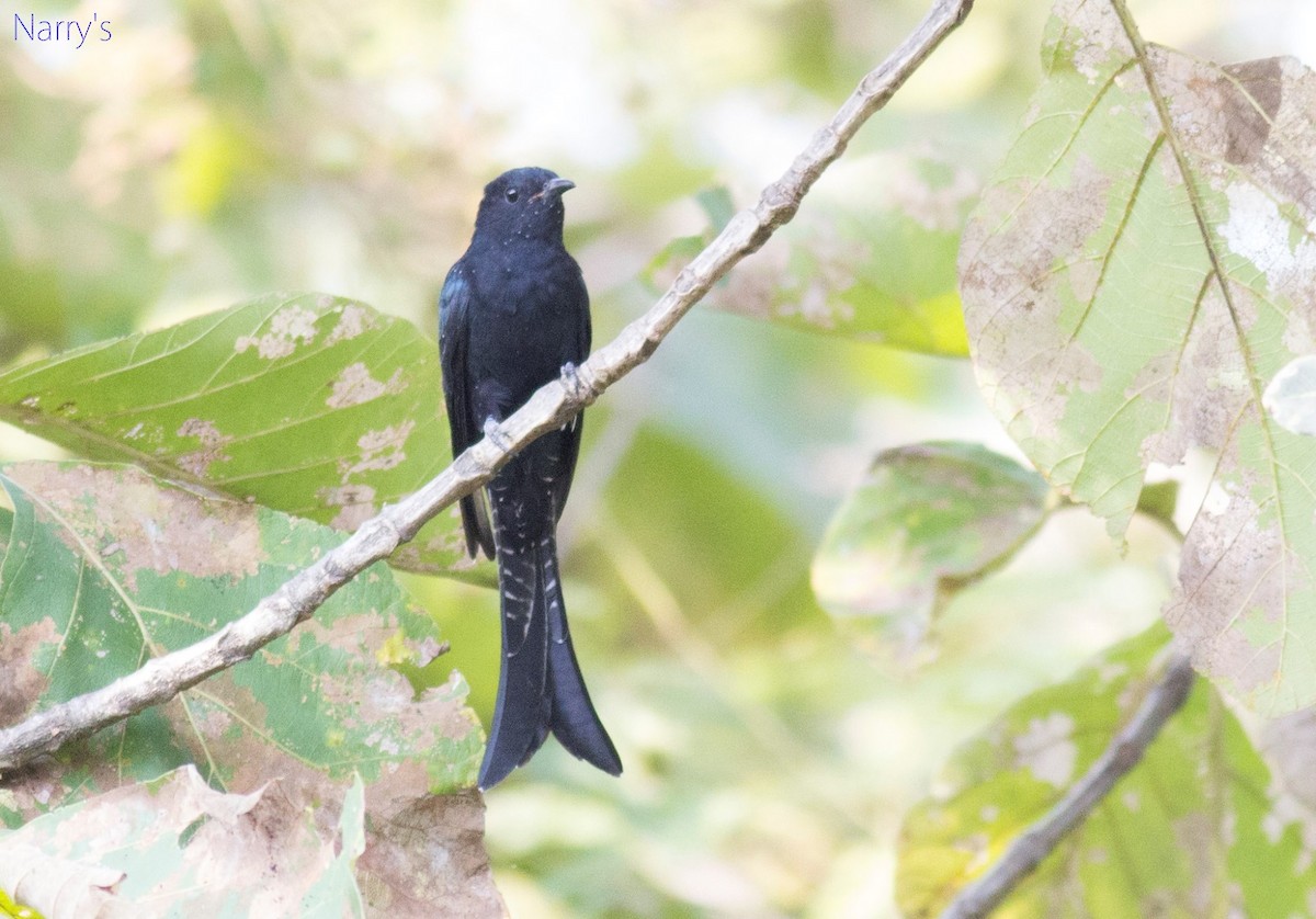 Fork-tailed Drongo-Cuckoo - ML20342181