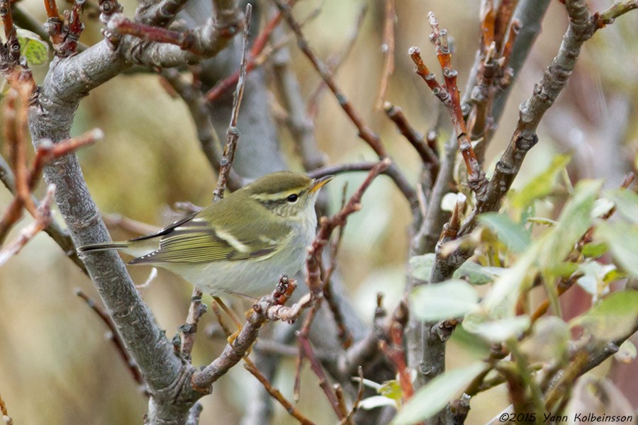 Yellow-browed Warbler - ML20342241