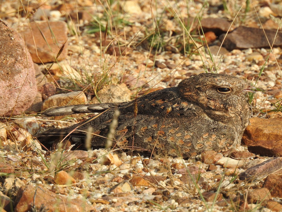 Savanna Nightjar - ML203422831