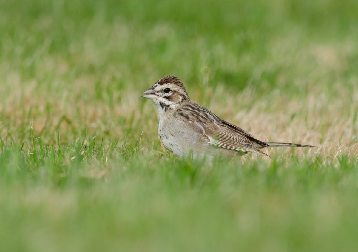 Lark Sparrow - ML20342401