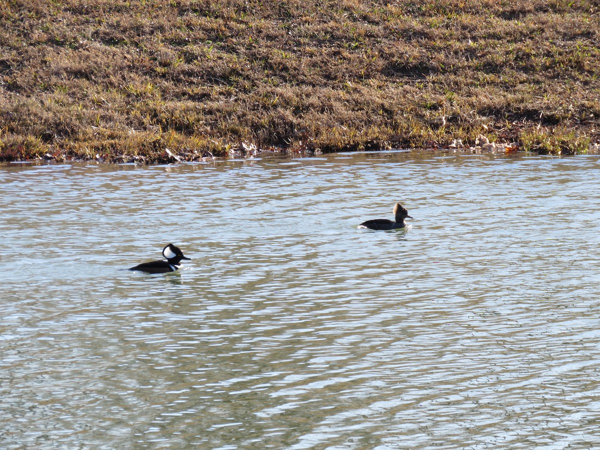 Kappensäger - ML203429801