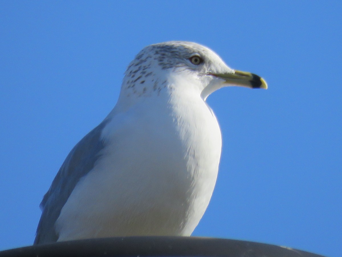 Ringschnabelmöwe - ML203429811