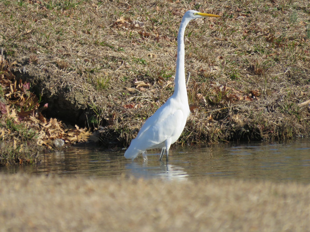 Silberreiher - ML203429821