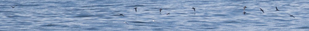 Black-vented Shearwater - Roger Adamson