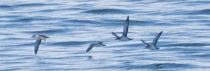 Black-vented Shearwater - Roger Adamson