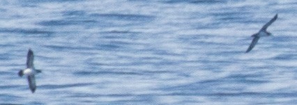 Black-vented Shearwater - ML20343181