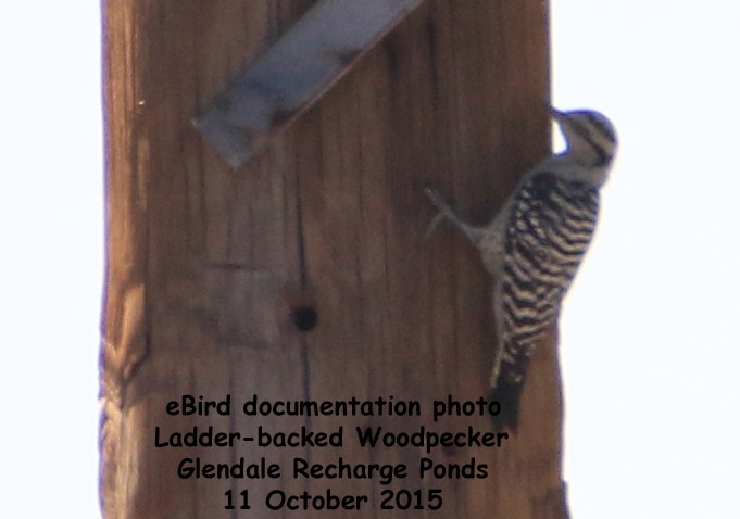 Ladder-backed Woodpecker - Moe Bertrand