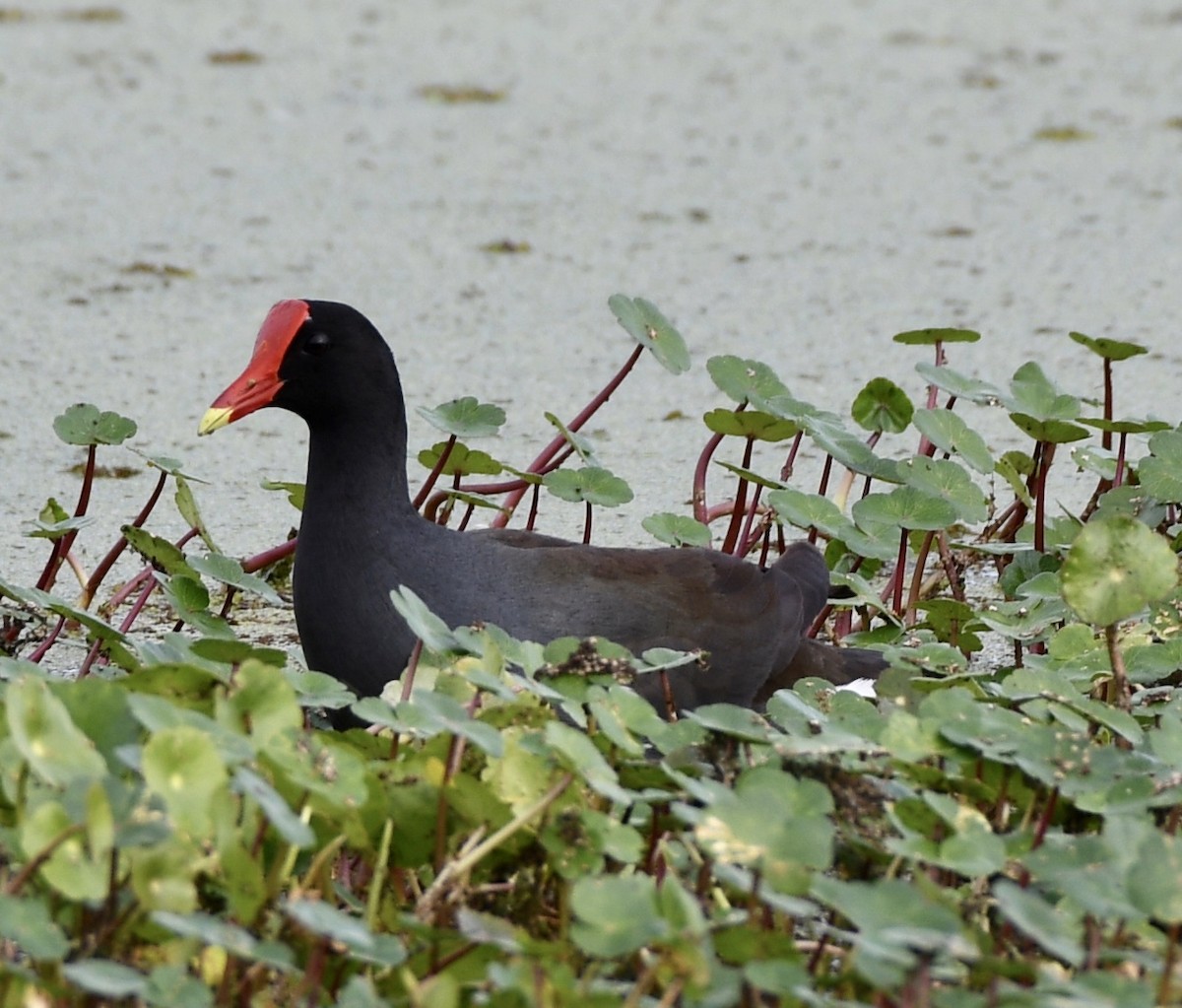 Gallinule d'Amérique - ML203433821