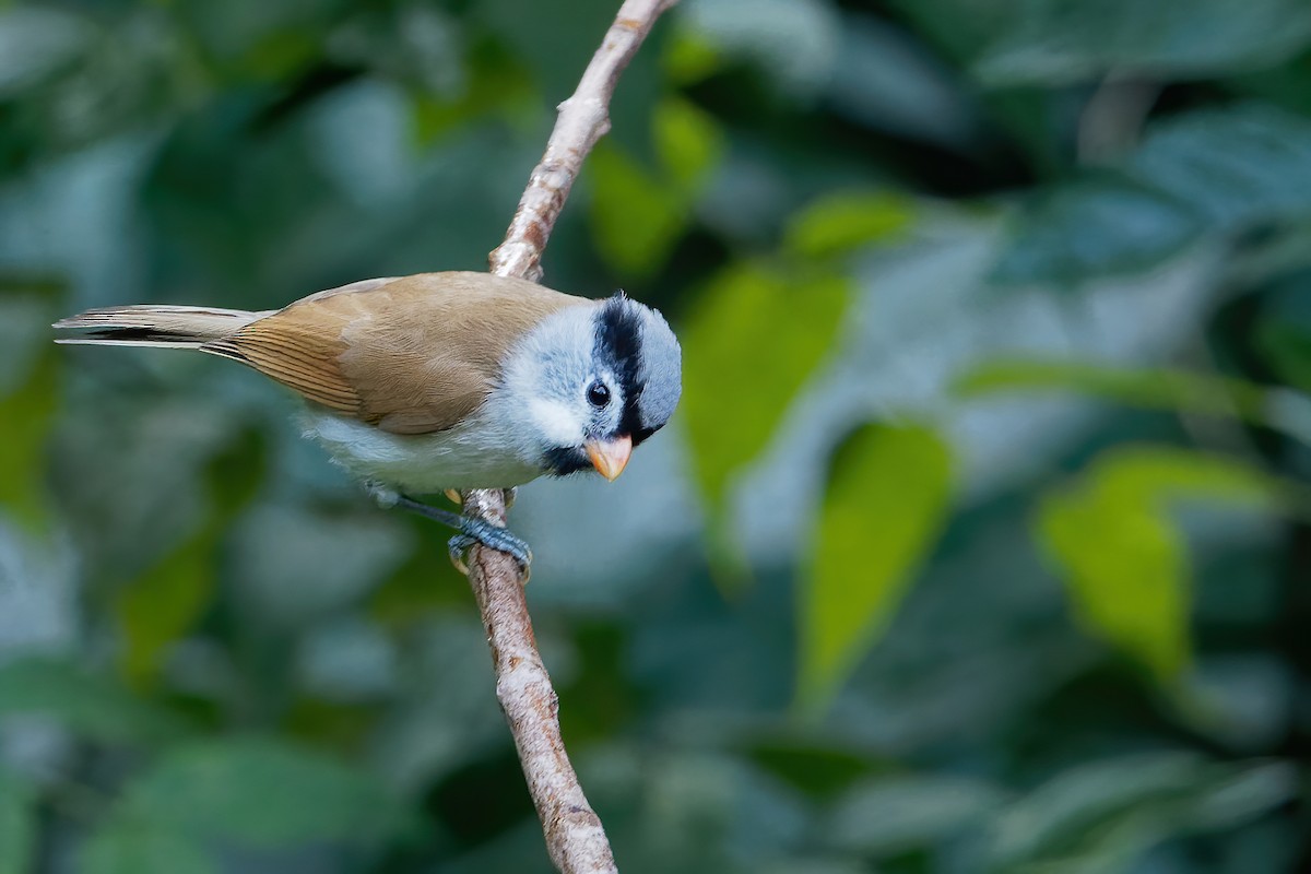 Gray-headed Parrotbill - ML203433931