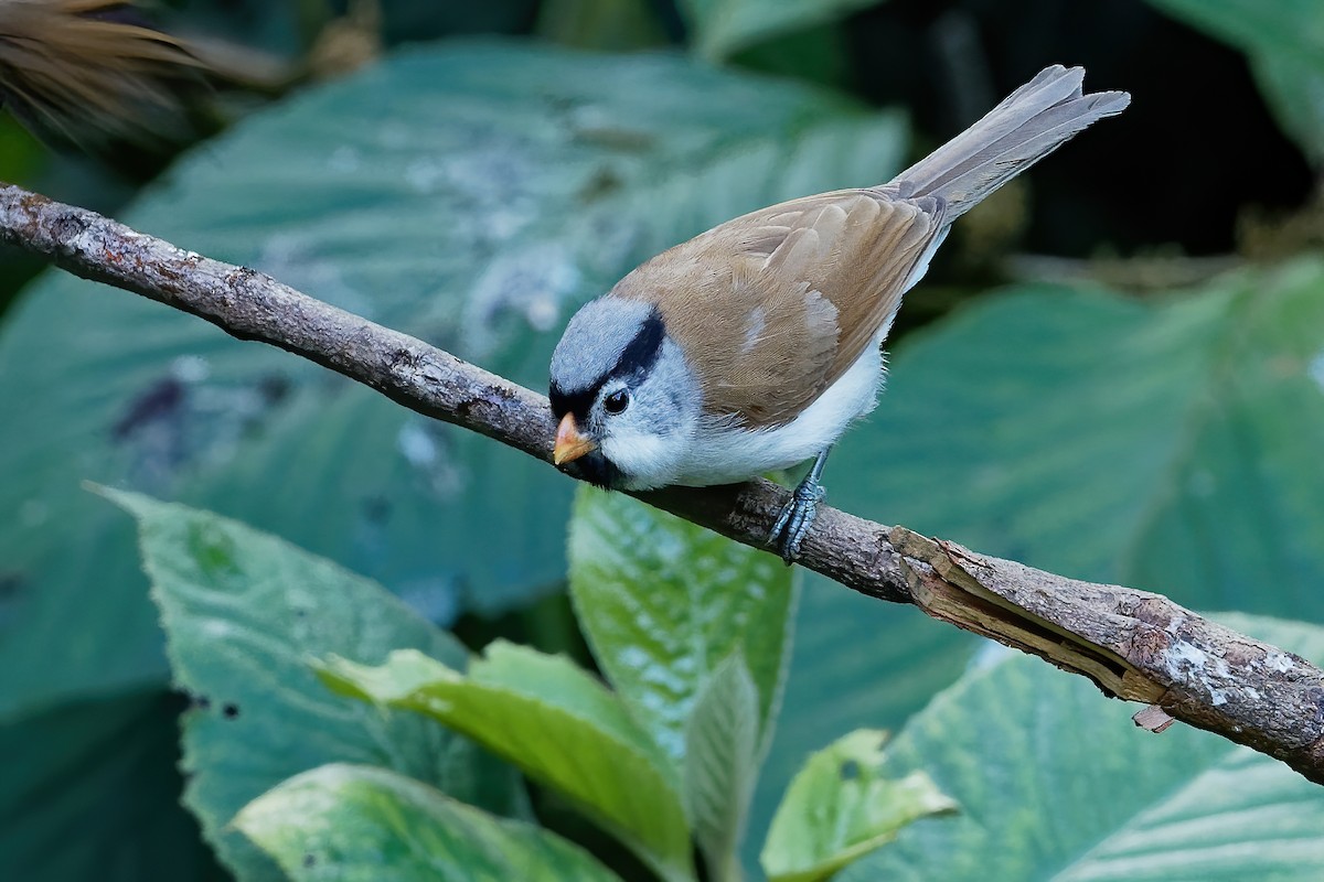 Gray-headed Parrotbill - ML203433951