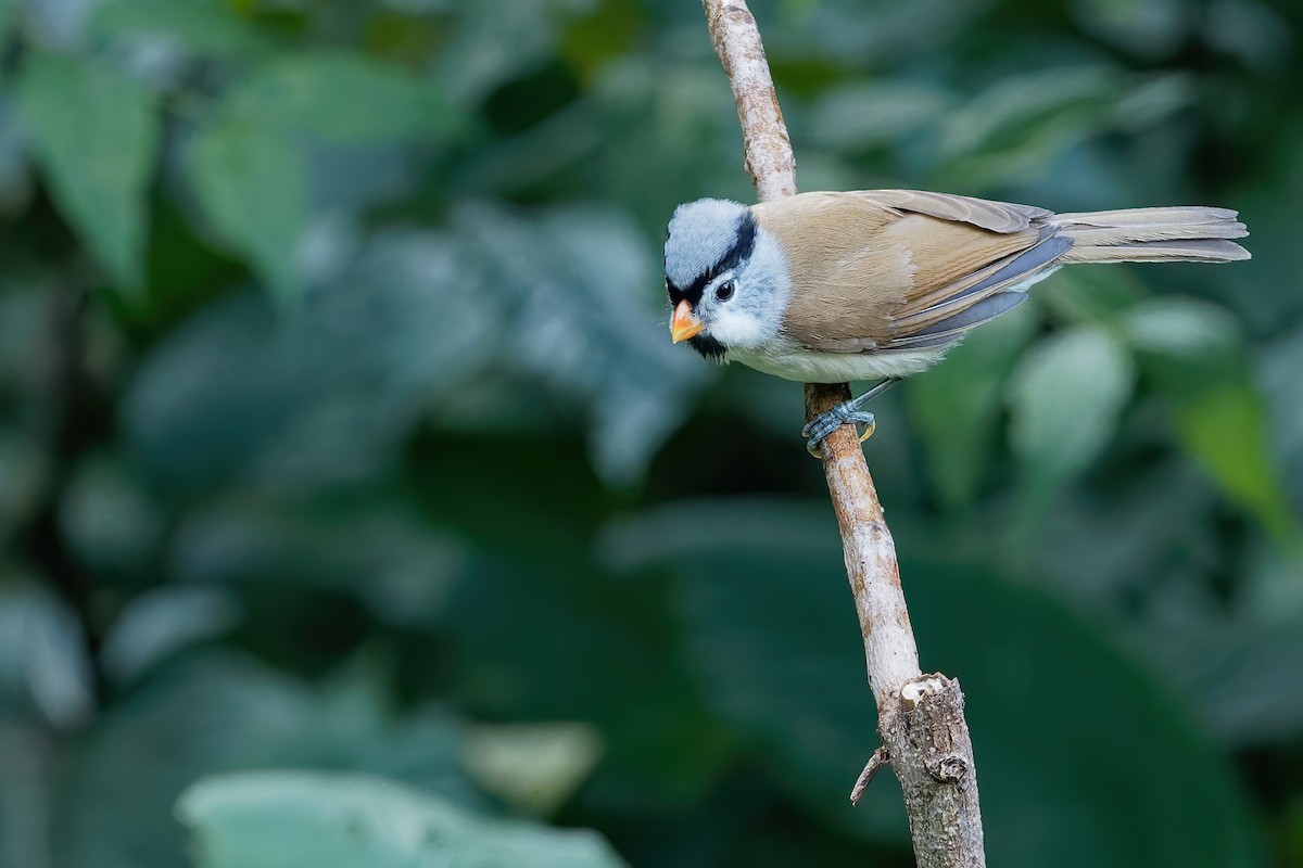 Gray-headed Parrotbill - ML203433971