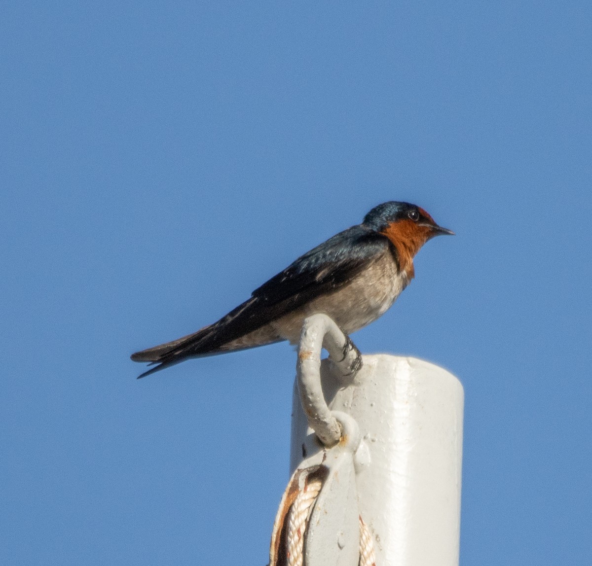 Pacific Swallow - Joo Aun Hneah