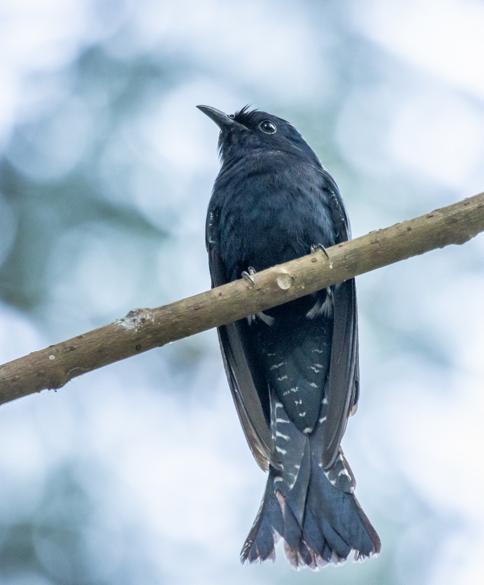 Square-tailed Drongo-Cuckoo - ML203435401