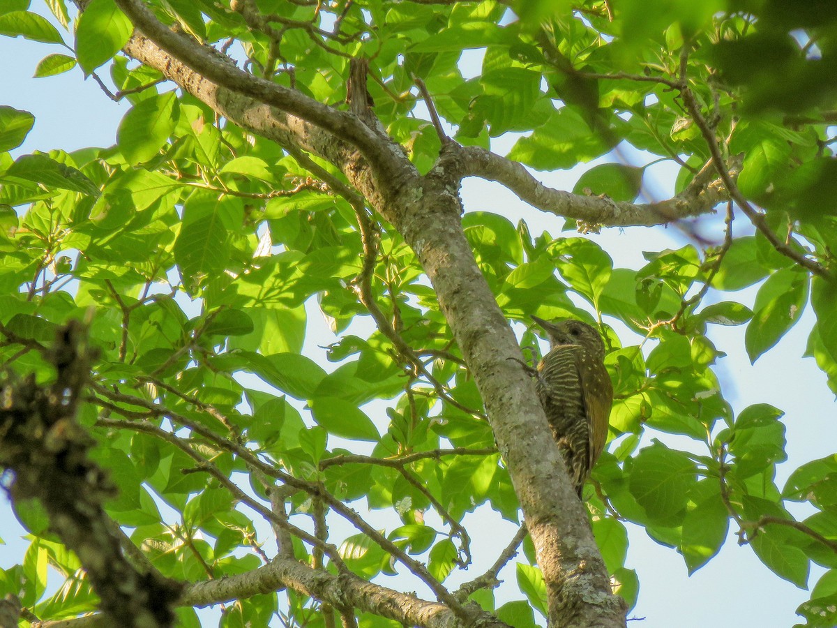 Dot-fronted Woodpecker - ML203435781