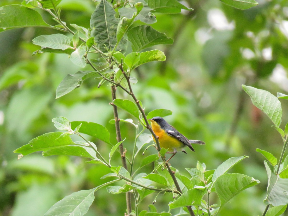 Tropical Parula - ML203436251