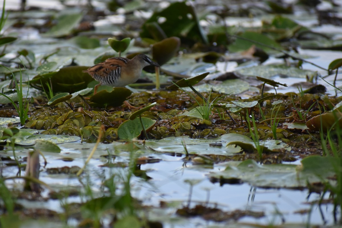 Yellow-breasted Crake - ML203436461