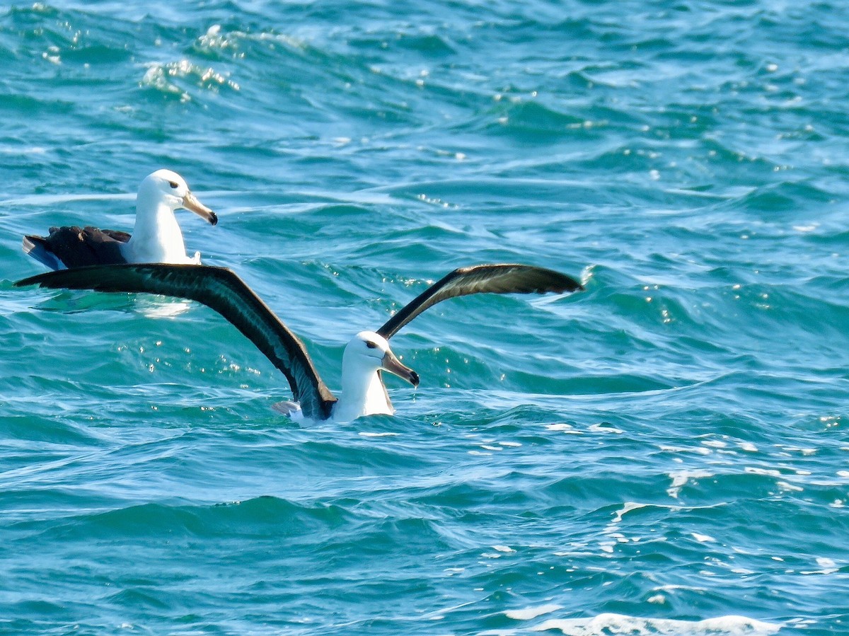 Black-browed Albatross - Ines Vasconcelos