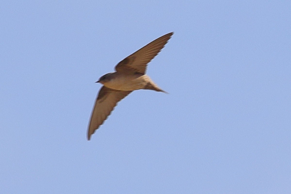 Eurasian Crag-Martin - ML203437971